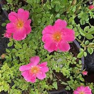 Image result for Rosa PINK PINS