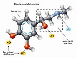 Image result for adrenalinw