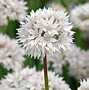 Image result for Allium amplectens Graceful Beauty