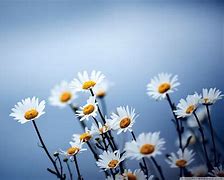 Image result for Cute Simple Flower Wallpaper