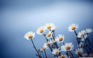 Image result for Simple Flower Background