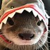 Image result for Otter Wearing Hat