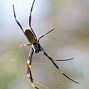 Image result for Redback Spider New Zealand