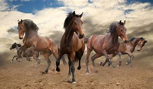 Image result for Horse Galloping Forward