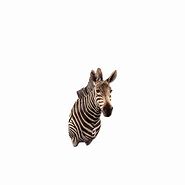 Image result for Zebra Belt Mount
