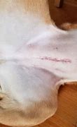 Image result for Female Dogs After Spaying