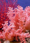 Image result for coral