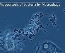 Image result for Macrophage Eating Bacteria