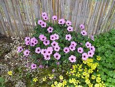 Image result for Geranium sang. Compactum