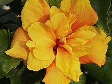 fiore ibisco significato significato ibisco significato dei fiori ibisco fiore ibisco significato significato ibisco significato dei fiori ibisco
