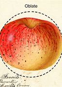 Image result for Flattened Dwarf Apple