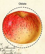 Image result for Conical Apple vs Flatten Apple