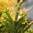 Image result for Picea orientalis Juwel