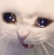Image result for Cry Cat Meme GIF