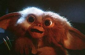Image result for Animals That Look Like Gizmo