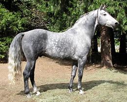 Image result for Morgan Horse Rare Color