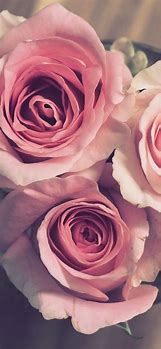 Image result for Floral Pink iPhone Wallpaper