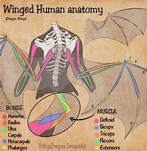 Image result for Folded Wings Human