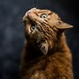 Image result for Savage Cat Ginger