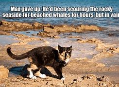 Image result for Cat Beach Damn Meme