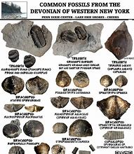 Image result for Fossil Identifier