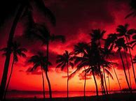 Image result for iPhone Palm Tree Beach Sunset