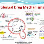 Image result for MOA of Antifungals