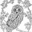 Image result for Owl Adult Coloring Page