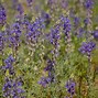 Image result for Arizona Wildflowers