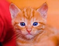 Image result for Orange Cat Blue Eyes