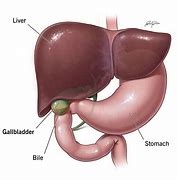 Image result for How Big Is Gallbladder