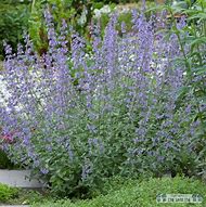 Image result for Nepeta faassenii Walkers Low