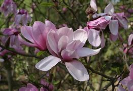 Bildergebnis für Magnolia Apollo