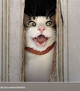 Image result for Cat Meowing Meme