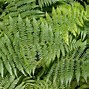 Image result for Non Flowering Plants Mosses