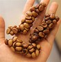 Image result for Coffee From Poop of Animal