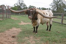 Image result for World's Largest Cow