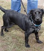 Image result for Dachshund Lab Mix Tall