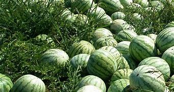 Image result for Watermelon Farming