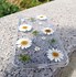 Image result for A8 Phone Case Daisy
