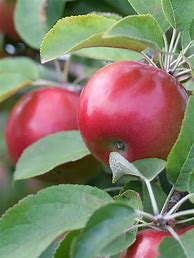 Image result for Apple Trees for Sale