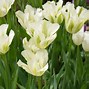 Image result for Tulipa viridiflora Spring Green