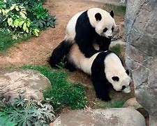 Image result for Ocean Park Panda Village Hong Kong