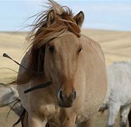 Image result for Mongolian Animals
