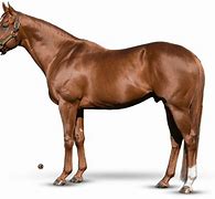 Image result for Old Race Horses