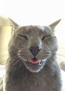 Image result for Silly Ahh Cat