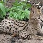 Image result for Twitter Background Fishing Cat