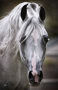 Image result for Arabian Horse Head Profile