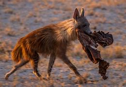 Image result for Hyena Life Cycle