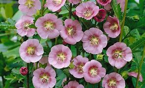 Image result for Anisodontea scabrosa Miss Pinky
